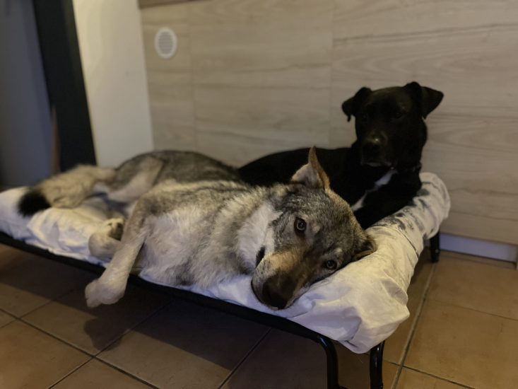 chien loup gris labrador noir