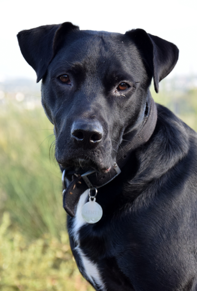 labrador chien noir phobie des chiens