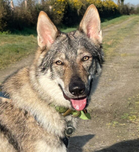 chien-loup tchecoslovaque gris