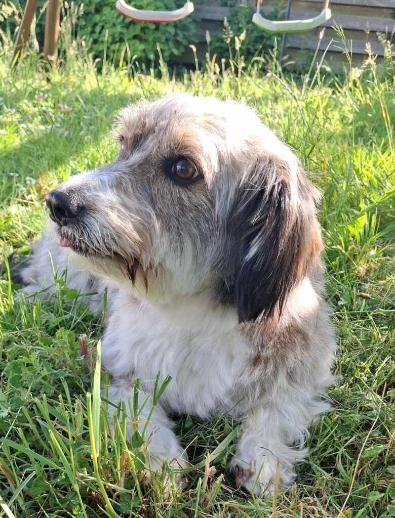 Uli griffon basset border