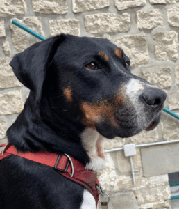 chien staff bouvier tricolore