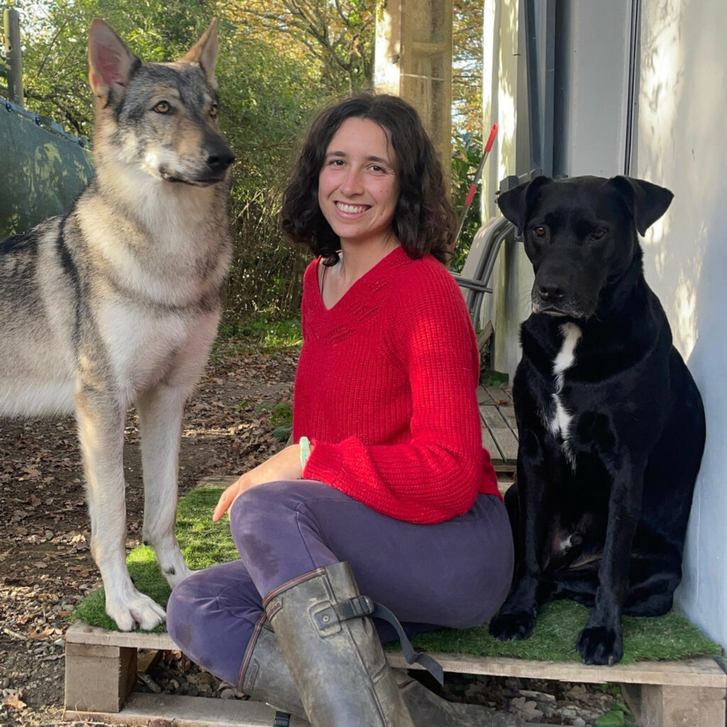 chien-loup gris et labrador noir