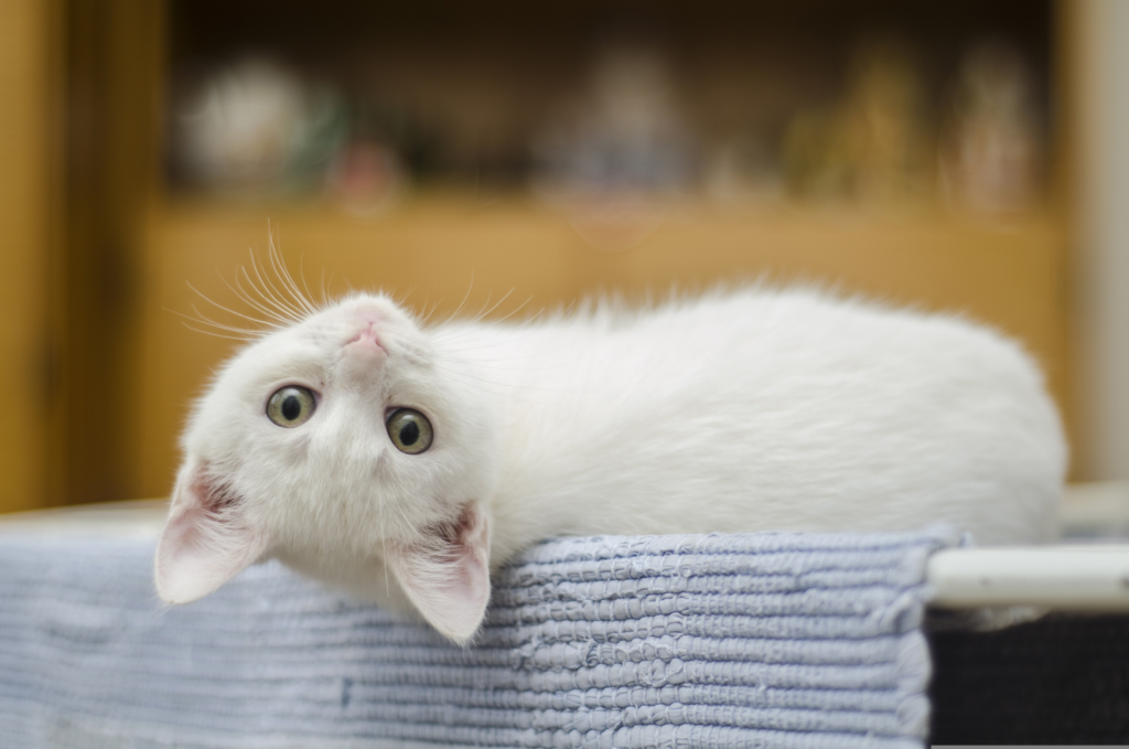 chat blanc